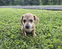Bucky, a male Miniature Dachshund for sale in Meadowview, VA – 2 of 5