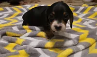 Snoopette, a male Miniature Dachshund for sale in Meadowview, VA – 2 of 2