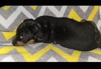 Tank, a male Miniature Dachshund for sale in Meadowview, VA – 4 of 4