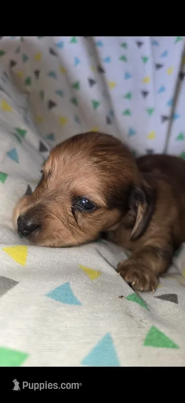 Alfie – Miniature Dachshund puppy for sale in Meadowview, VA