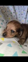 Alfie, a male Miniature Dachshund for sale in Meadowview, VA – 1 of 2