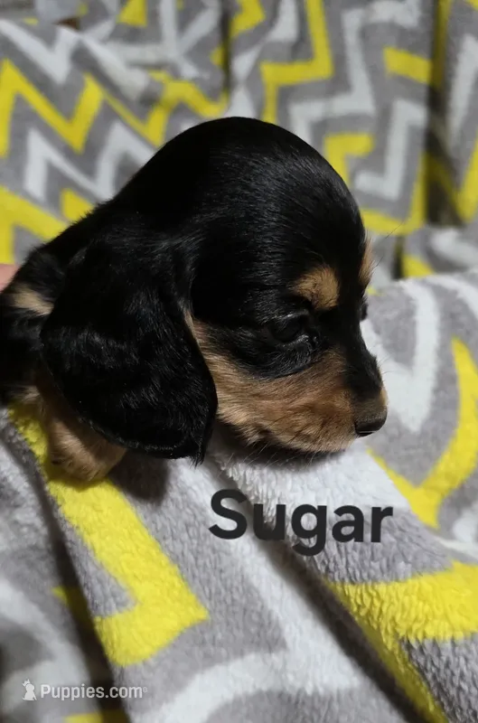 Sugar – Miniature Dachshund puppy for sale in Meadowview, VA