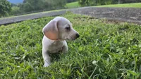 Casper, a male Miniature Dachshund for sale in Meadowview, VA – 2 of 2