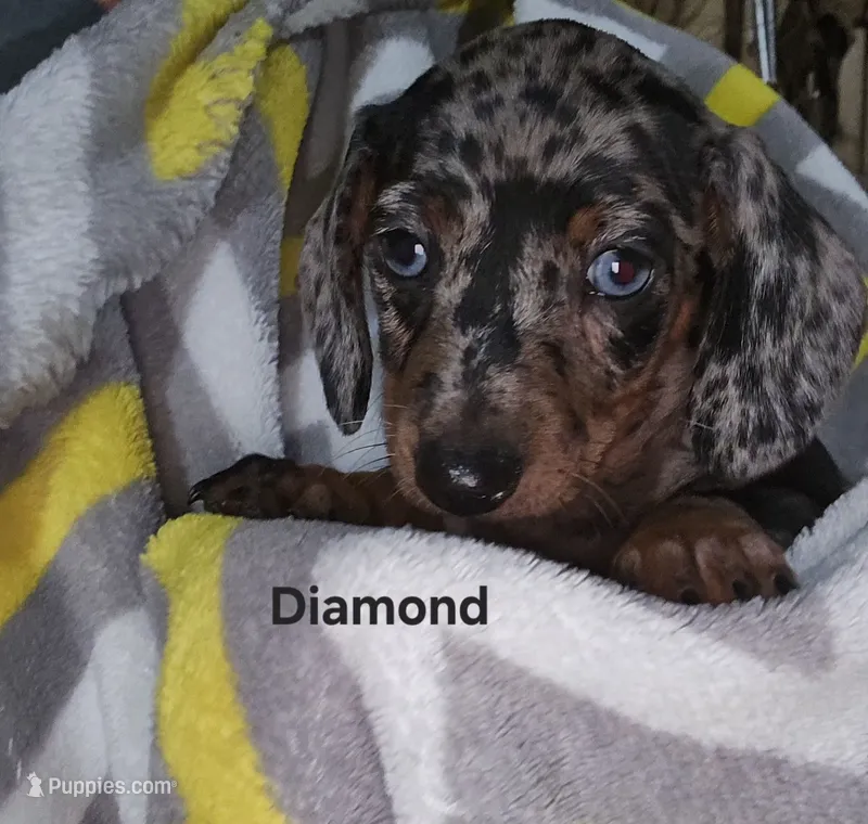 Diamond – Miniature Dachshund puppy on hold in Meadowview, VA