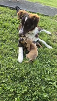 Bucky, a male Miniature Dachshund for sale in Meadowview, VA – 4 of 5