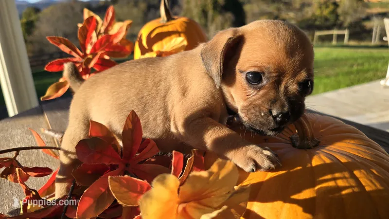 Harry – Puggle puppy for sale in Meadowview, VA