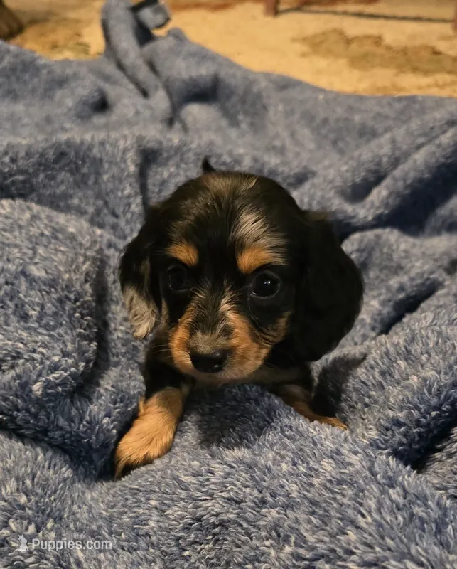 Angel – Miniature Dachshund puppy for sale in Meadowview, VA
