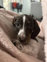 Truffle, a female Miniature Dachshund for sale in Irving, TX – Photo 4 of 4