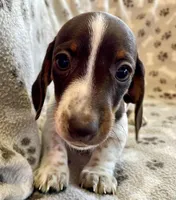 Truffle, a female Miniature Dachshund for sale in Irving, TX – Photo 1 of 4