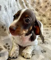 Truffle, a female Miniature Dachshund for sale in Irving, TX – Photo 3 of 4