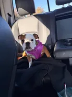 English Bulldog , a female English Bulldog for sale in Warrenton, VA – Photo 4 of 5