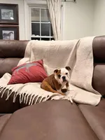 English Bulldog , a female English Bulldog for sale in Warrenton, VA – Photo 3 of 5