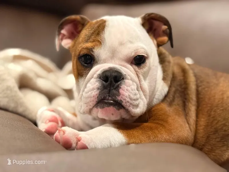 English Bulldog  – English Bulldog puppy for sale in Warrenton, VA