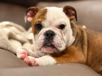 English Bulldog , a female English Bulldog for sale in Warrenton, VA – Photo 1 of 5