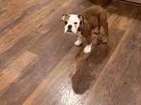 English Bulldog , a female English Bulldog for sale in Warrenton, VA – Photo 2 of 5