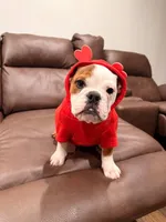 English Bulldog , a female English Bulldog for sale in Warrenton, VA – Photo 5 of 5