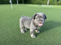 Fred, a male French Bulldog for sale in West Palm Beach, FL – 2 of 8