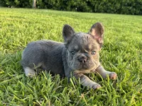 Diego , a male French Bulldog for sale in West Palm Beach, FL – 4 of 4