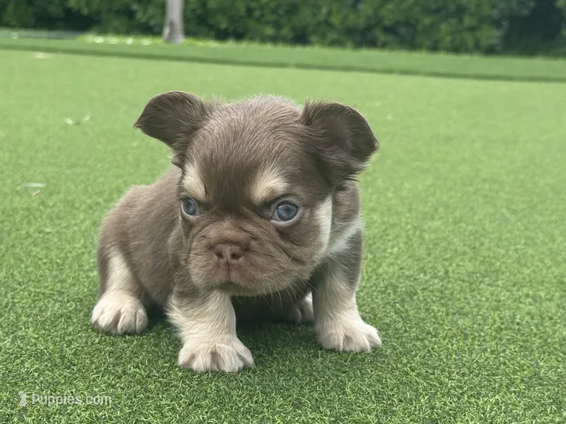 Fuego – French Bulldog puppy for sale in West Palm Beach, FL