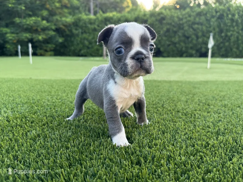 Sindy – French Bulldog puppy for sale in West Palm Beach, FL