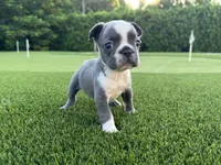 Sindy, a female French Bulldog for sale in West Palm Beach, FL – 1 of 3