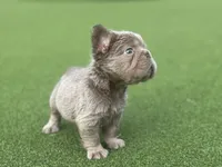 Sally, a female French Bulldog for sale in West Palm Beach, FL – 2 of 8