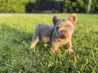 Pablo , a male French Bulldog for sale in West Palm Beach, FL – 2 of 3