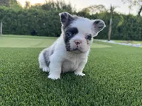 Sully , a male French Bulldog for sale in West Palm Beach, FL – 3 of 3