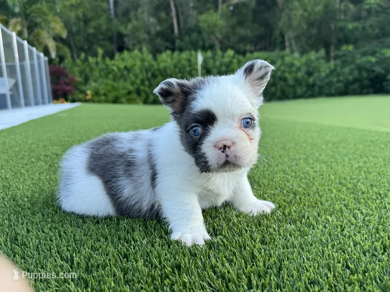 Sully  – French Bulldog puppy for sale in West Palm Beach, FL