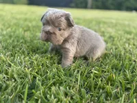 Sally, a female French Bulldog for sale in West Palm Beach, FL – 4 of 8