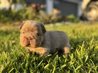 Sally, a female French Bulldog for sale in West Palm Beach, FL – 6 of 8