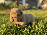 Sally, a female French Bulldog for sale in West Palm Beach, FL – 8 of 8