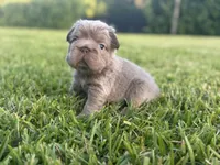 Sally, a female French Bulldog for sale in West Palm Beach, FL – 5 of 8
