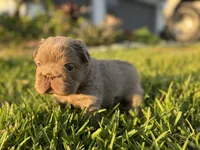 Sally, a female French Bulldog for sale in West Palm Beach, FL – 7 of 8