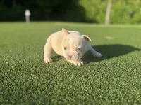 Georgia, a female French Bulldog for sale in West Palm Beach, FL – 3 of 3