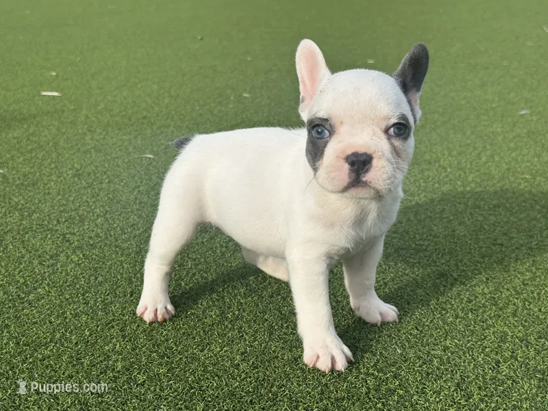 Goldie – French Bulldog puppy for sale in West Palm Beach, FL