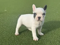 Goldie, a female French Bulldog for sale in West Palm Beach, FL – 1 of 4