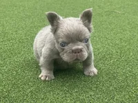Pablo , a male French Bulldog for sale in West Palm Beach, FL – 3 of 4