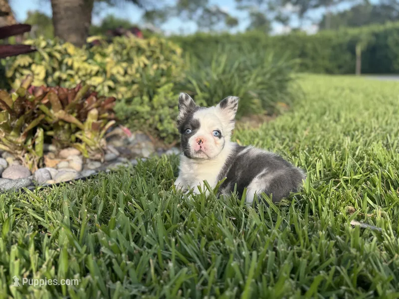 Sully  – French Bulldog puppy for sale in West Palm Beach, FL