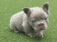 Pablo , a male French Bulldog for sale in West Palm Beach, FL – 4 of 4