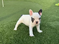 Goldie, a female French Bulldog for sale in West Palm Beach, FL – 2 of 4