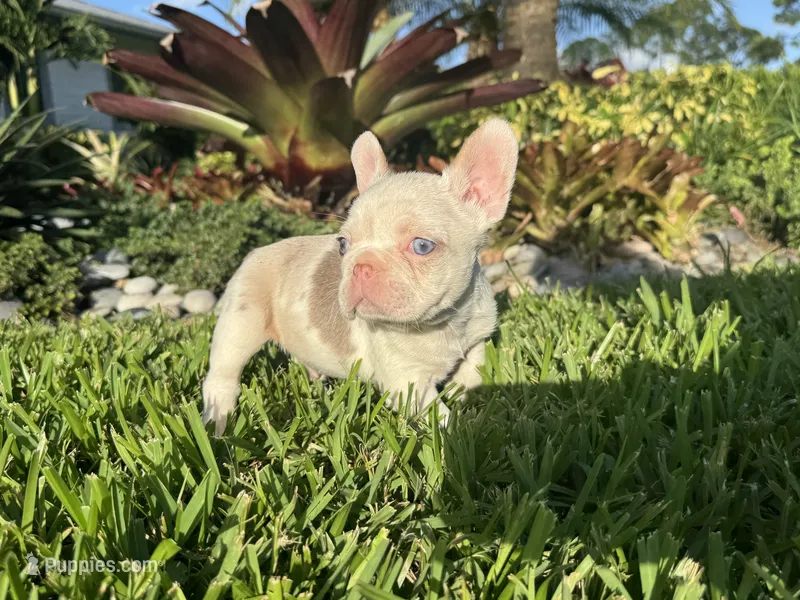 Sawyer – French Bulldog puppy for sale in West Palm Beach, FL