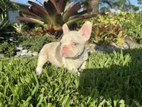 Sawyer, a male French Bulldog for sale in West Palm Beach, FL – 1 of 3