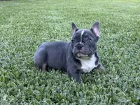 jewel, a female French Bulldog for sale in West Palm Beach, FL – 4 of 4