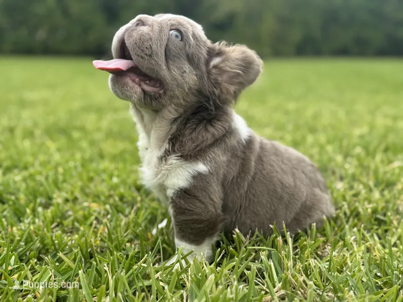 Oliver  – French Bulldog puppy for sale in West Palm Beach, FL