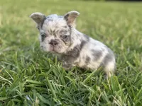 Freckle, a male French Bulldog for sale in West Palm Beach, FL – 4 of 4