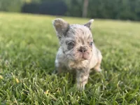 Freckle, a male French Bulldog for sale in West Palm Beach, FL – 2 of 4