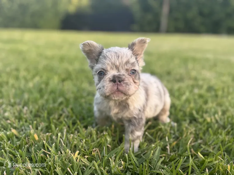 Freckle – French Bulldog puppy on hold in West Palm Beach, FL