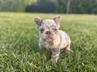 Freckle, a male French Bulldog for sale in West Palm Beach, FL – 1 of 4