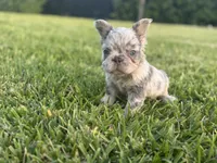 Freckle, a male French Bulldog for sale in West Palm Beach, FL – 3 of 4